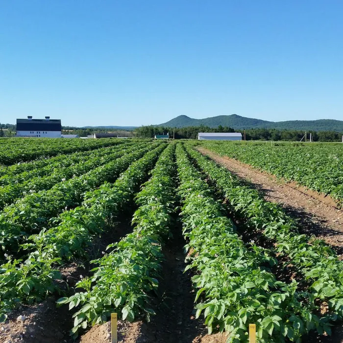    Курсы повышения квалификации по программе «Возделывание овощных культур в открытом грунте с применением капельного орошения в условиях малых форм хозяйствования»