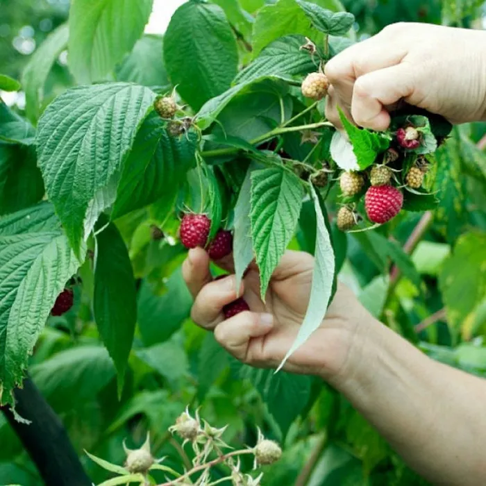 Вениамин Кондратьев поручил проработать дополнительные меры господдержки фермеров-ягодников