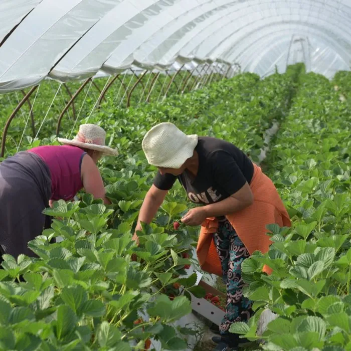 Более 9 тысяч социальных контрактов с жителями планируют заключить на Кубани в 2022 году